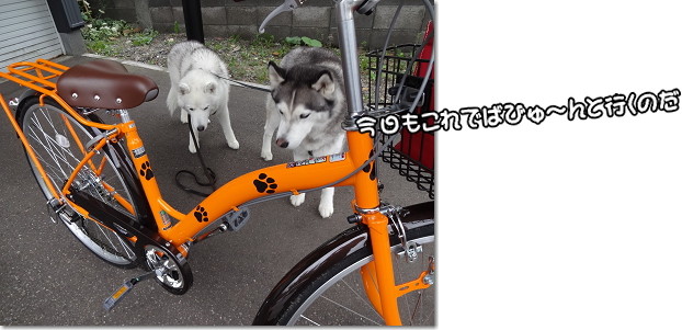 ハナクソ銀坊の出物腫れ物所嫌わず!なんちって。 : 犬たちとJubilations!