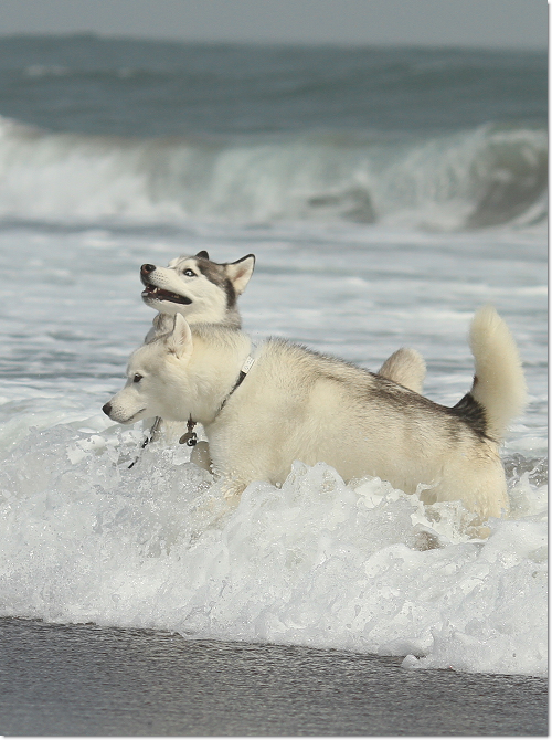 海霧の犬たち 犬たちとjubilations 海霧の犬たち 犬たちとjubilations