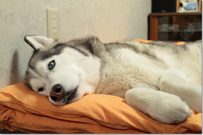 April 14 犬たちとjubilations