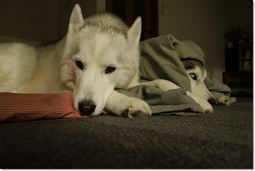 ボーボーの犬たち 犬たちとjubilations