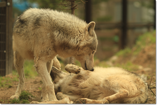動物園でブラザーズの祖先に学ぶ 犬たちとjubilations 動物園でブラザーズの祖先に学ぶ 犬たちとjubilations