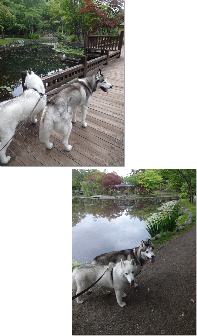 顔がヤンキーのウ 吉と気質がヤンキーの銀坊 怖いのはどちらなのだ 犬たちとjubilations