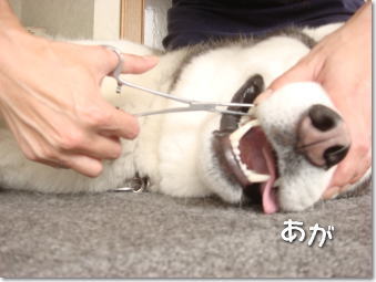 犬たちの歯科衛生 犬たちのjubilations