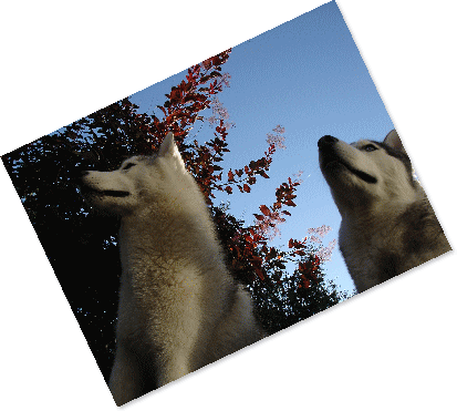 脱走防止策 犬たちのjubilations 脱走防止策 犬たちのjubilations