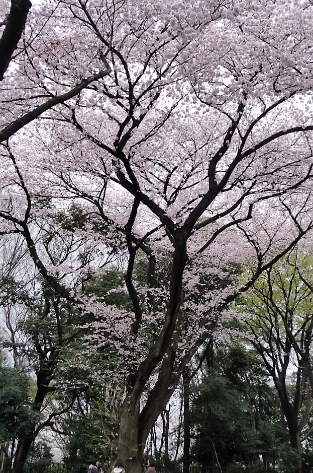 上野毛自然公園の桜 赤鯱君と白い貴婦人さん