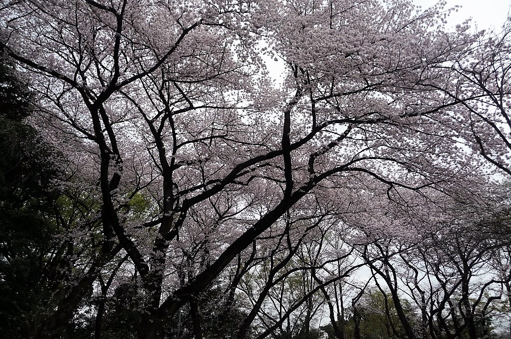 上野毛自然公園の桜 赤鯱君と白い貴婦人さん 上野毛自然公園の桜 赤鯱君と白い貴婦人さん