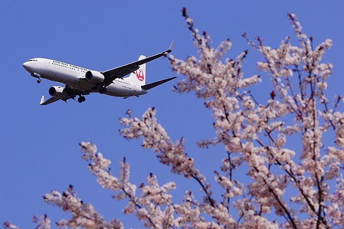 桜前線到達 高松空港 讃岐の鉄と空 時々海 桜前線到達 高松空港 讃岐の鉄と空 時々海