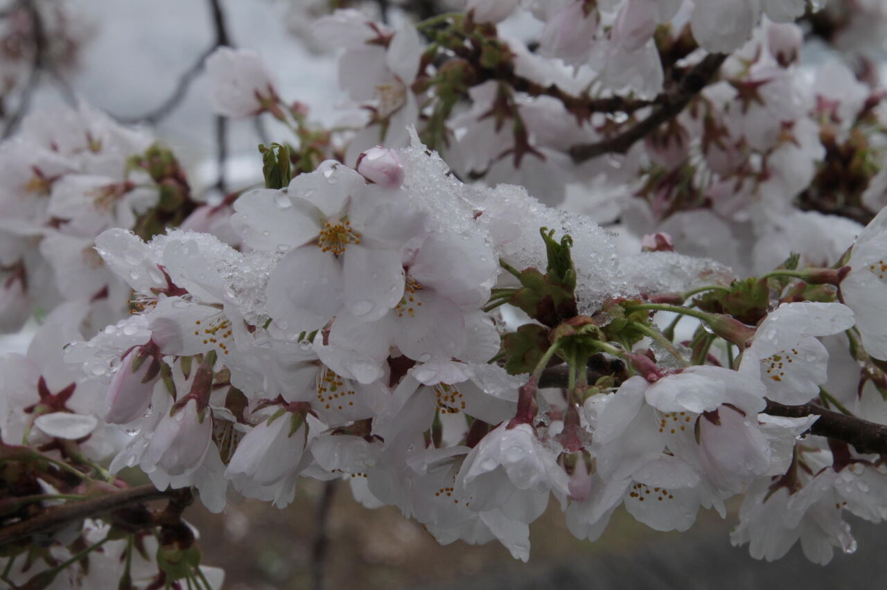 うたかたの 雪桜 : うらしまおばさんのあんな事こんな事
