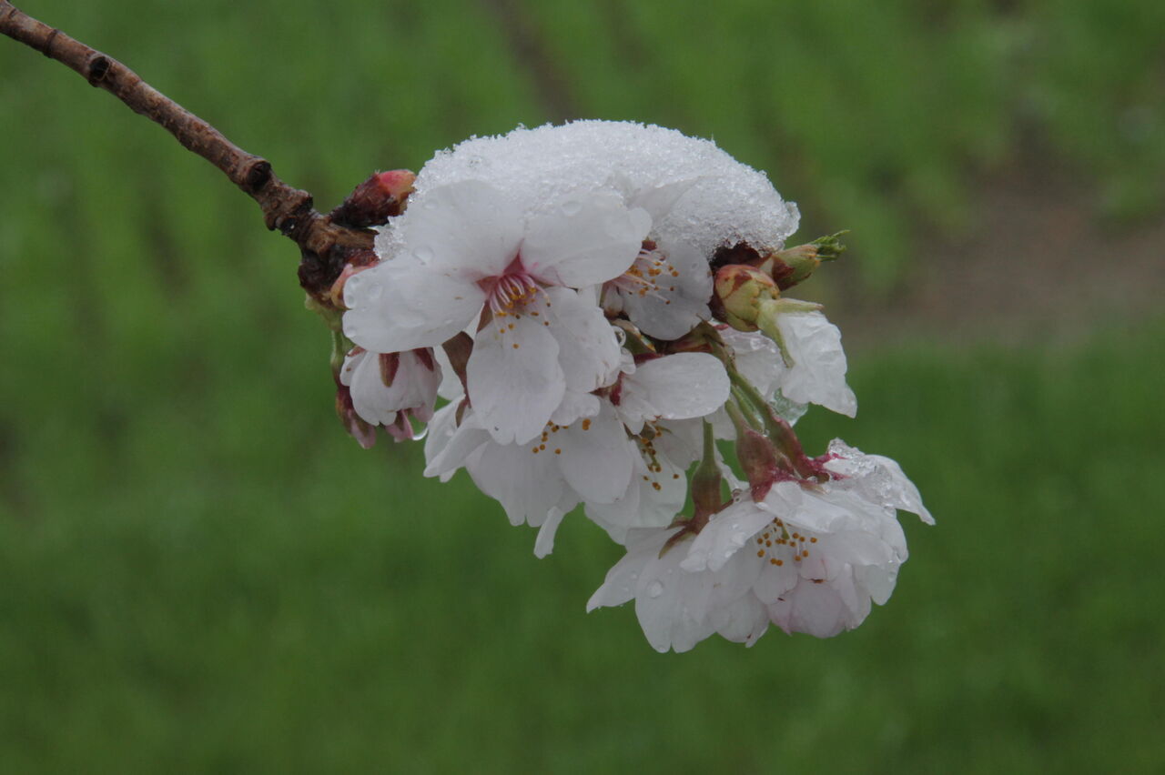 うたかたの 雪桜 : うらしまおばさんのあんな事こんな事