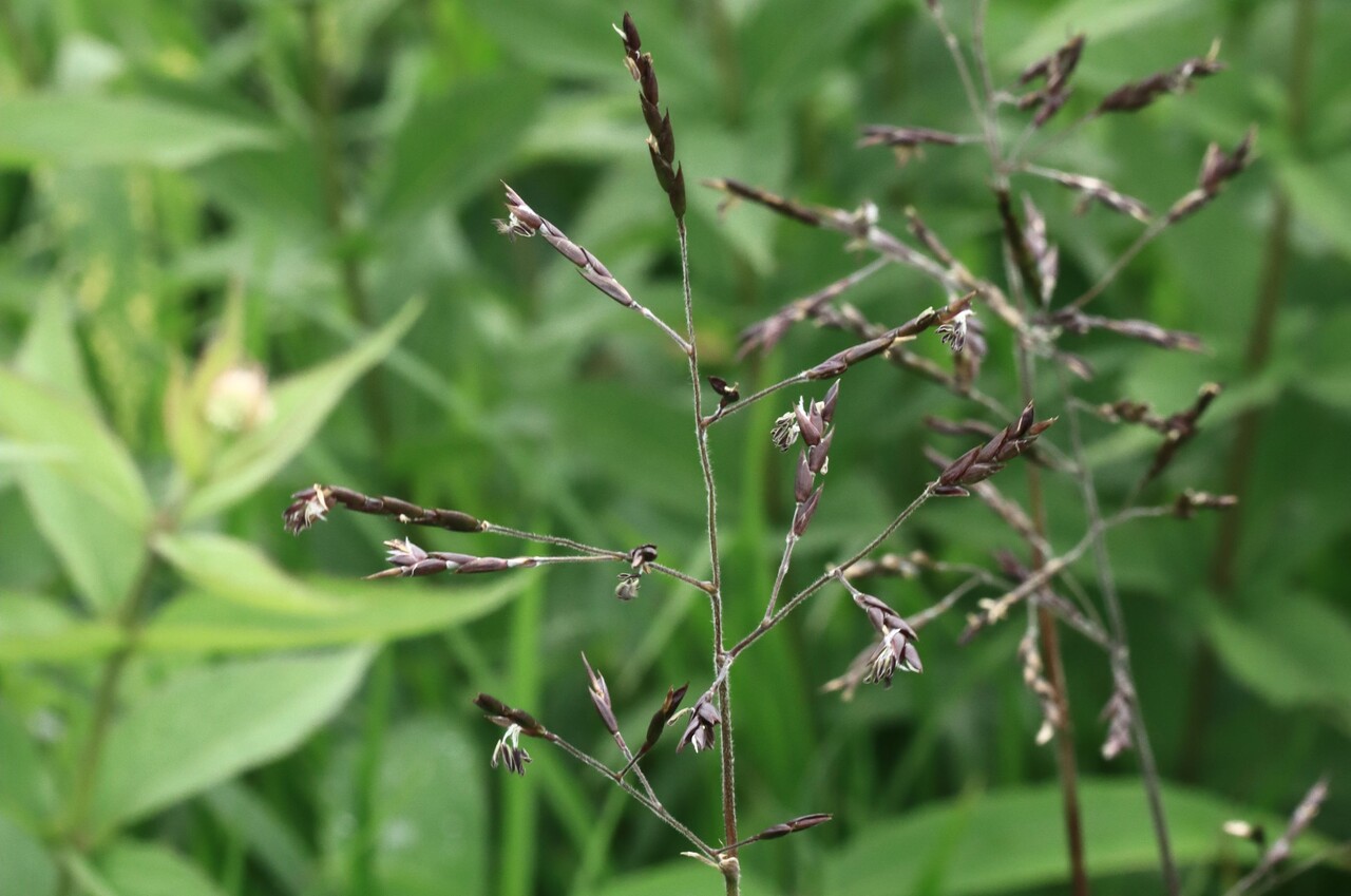 笹の花 見たことある? : うらしまおばさんのあんな事こんな事
