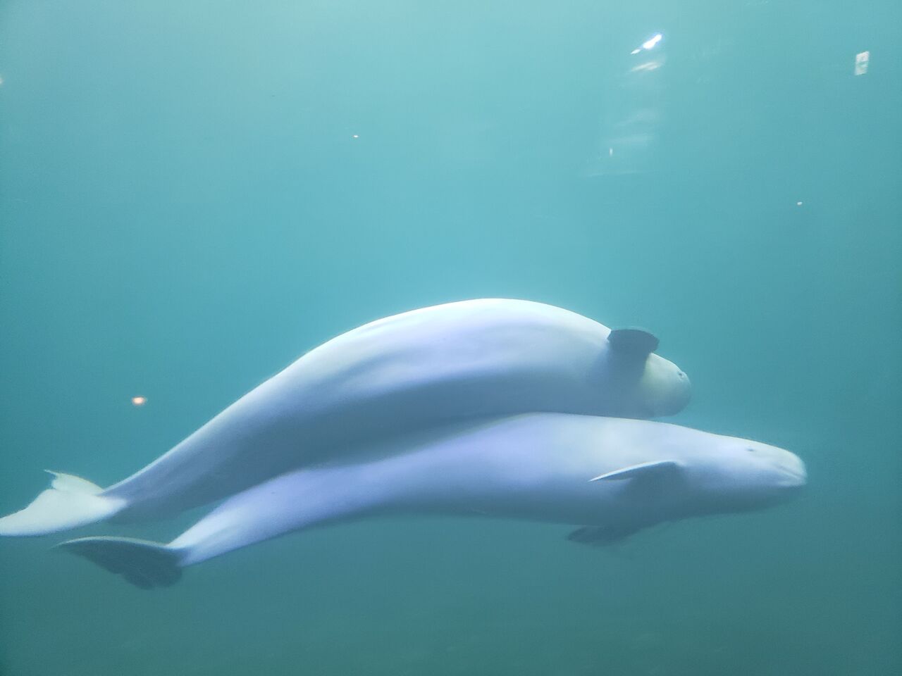 会計雑記 鳥羽水族館 裏ブログ Urataidou部 会計雑記 鳥羽水族館 裏ブログ Urataidou部