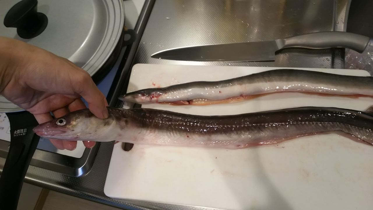 会計雑記 蒲郡で高級魚を購入 くろむつ うなご アナゴ : 裏ブログ 