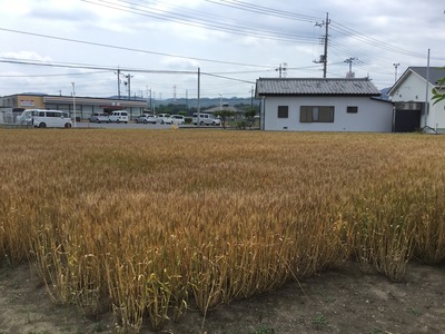 C1465FA6-A2A9-4C62-8871-6EA48A73DB57