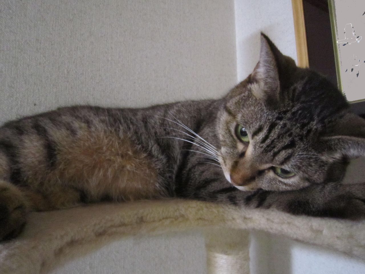 老け込んでいる 大宮パスポート更新 浦和宿で猫散歩