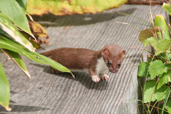 志賀高原の小動物 打たれ強くなりたい