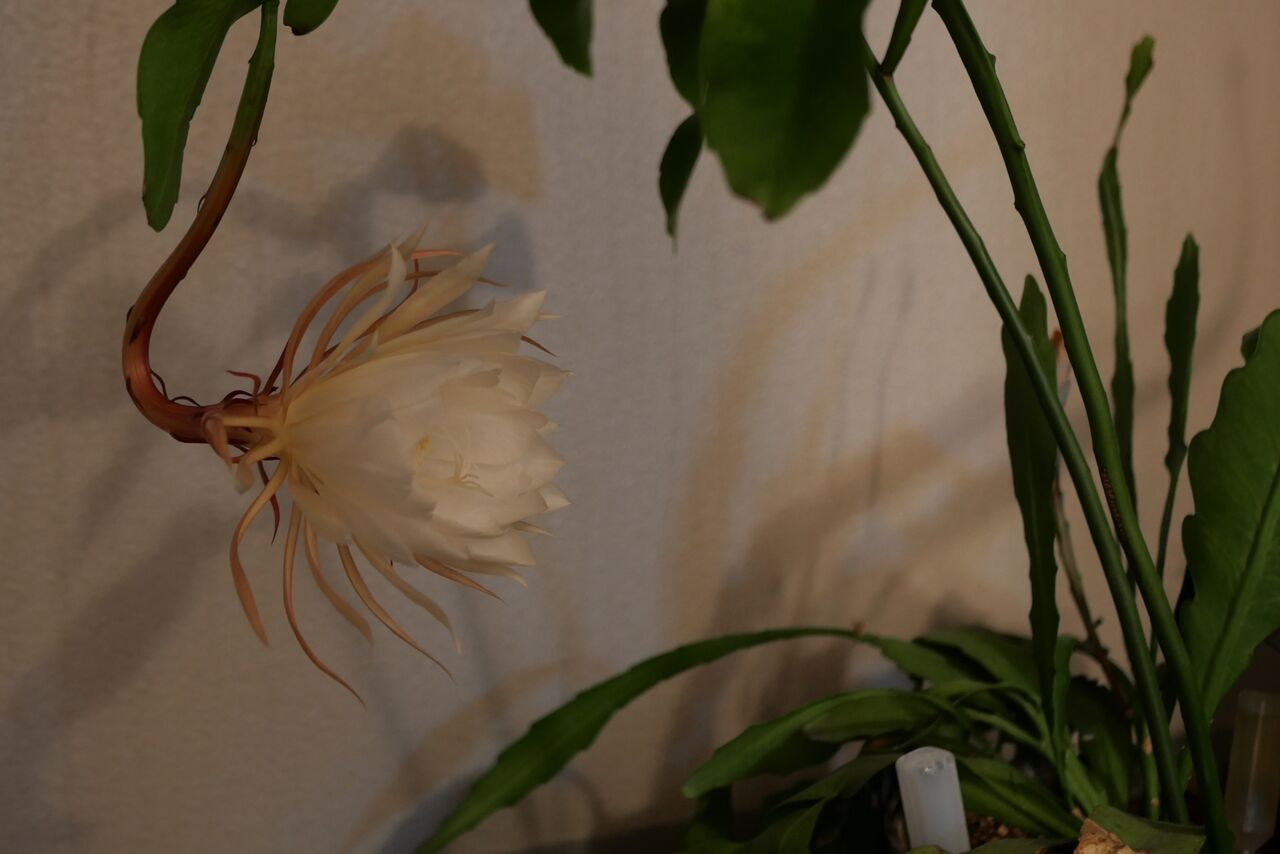 夜に咲く花 打たれ強くなりたい 夜に咲く花 打たれ強くなりたい