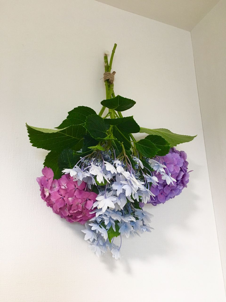 紫陽花 と 6 がつく日のおまじない Colorful Days うらわ日和