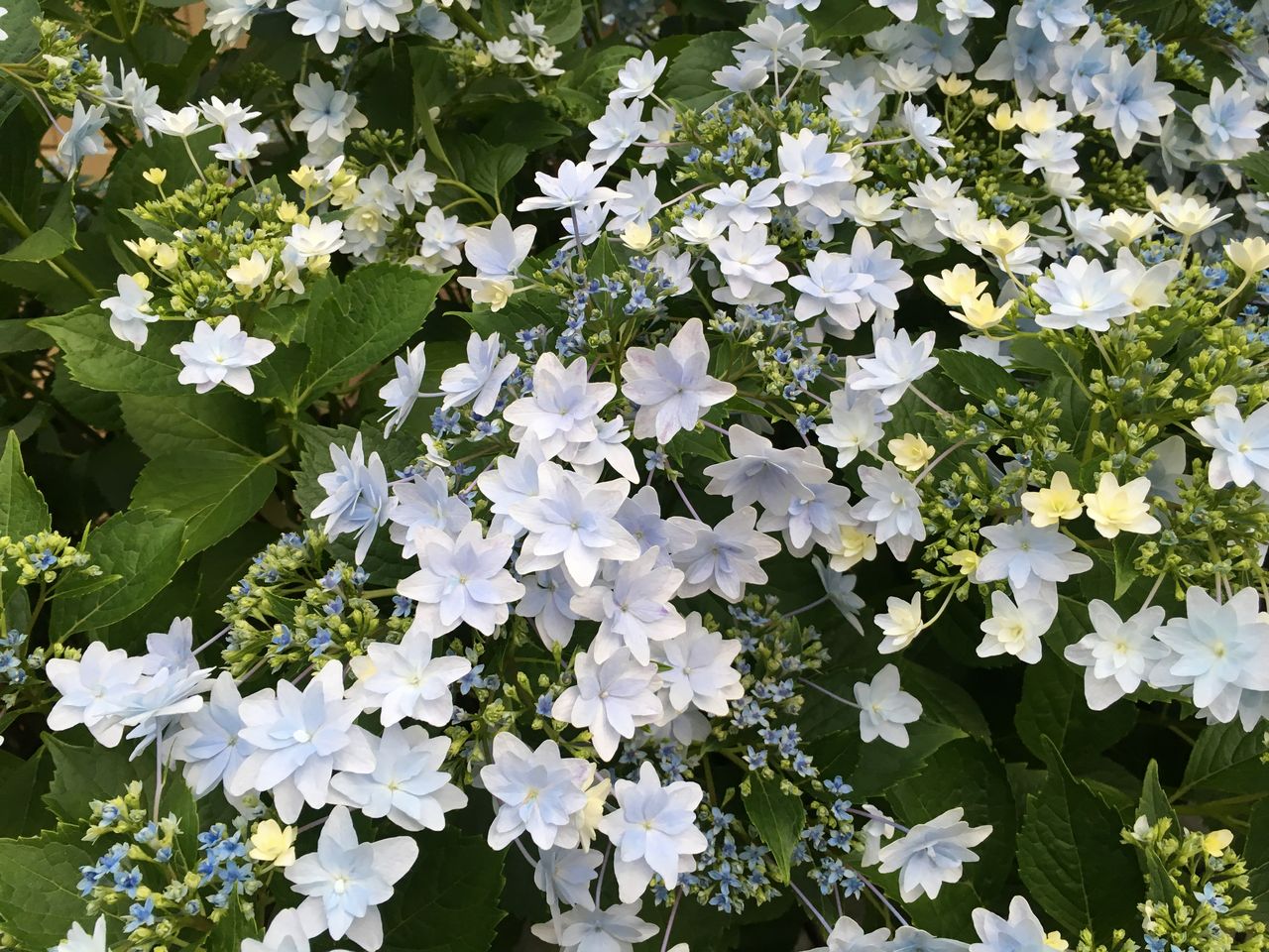 紫陽花 と 6 がつく日のおまじない Colorful Days うらわ日和