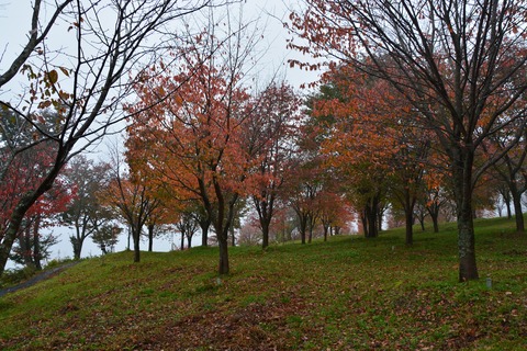 DSC_1164