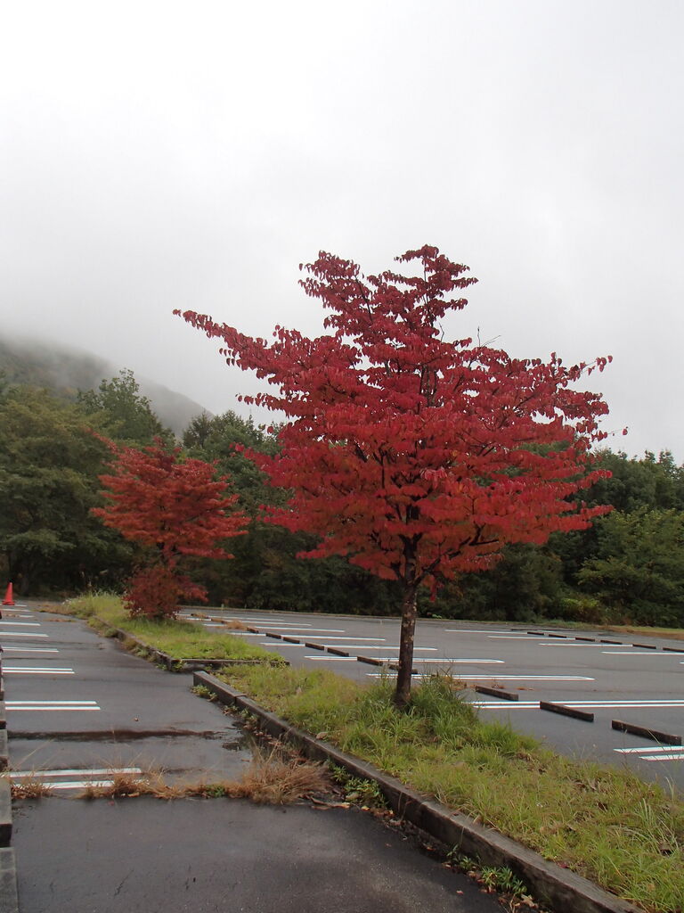 裏磐梯紅葉トレッキング年10月17 18日 浦山クライミングスクールブログ