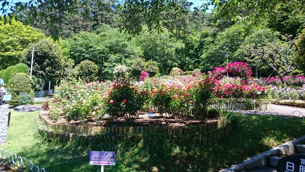花巻温泉バラ園に行ってきました ケアハウスアーベイン八幡平のブログ