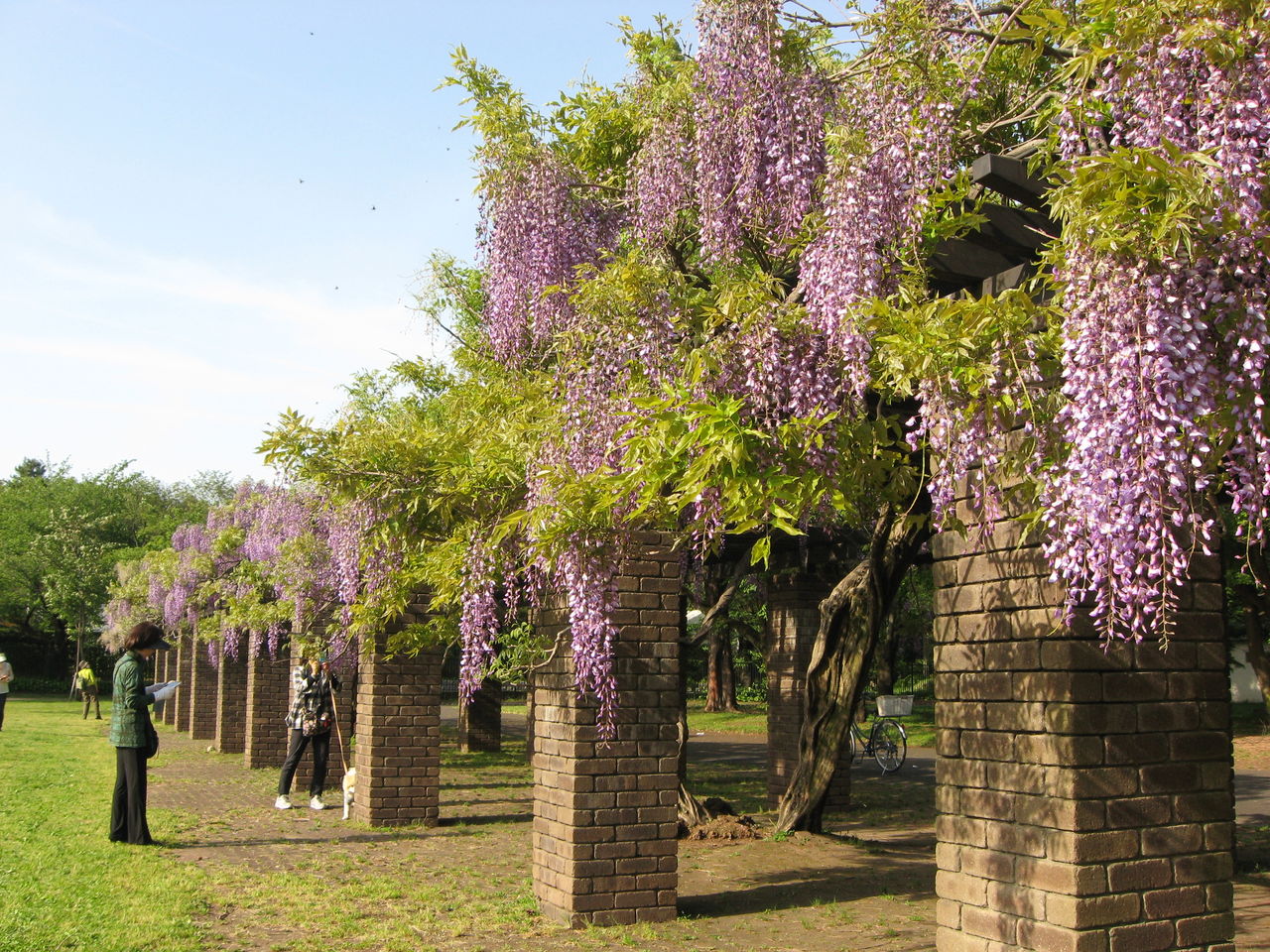 優美な藤の花 Gtkに暮らして