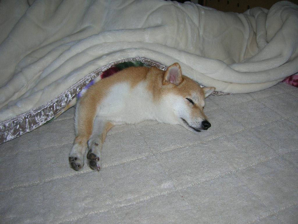 レディー ガガがまぶたに目をかいて登場し日本に住みたいと意味不明なことを うり速