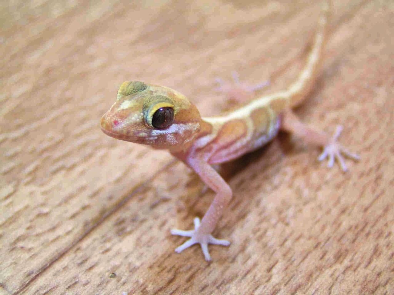 トカゲの様な爬虫類の画像がありました Uro6000のblog トカゲの様な爬虫類の画像がありました Uro6000のblog
