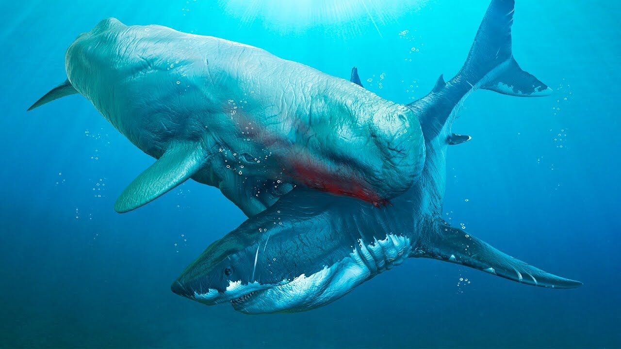 太古の巨大ザメ メガロドン 凄く怖い 超常現象 オカルトボックスーキュリアスネットー