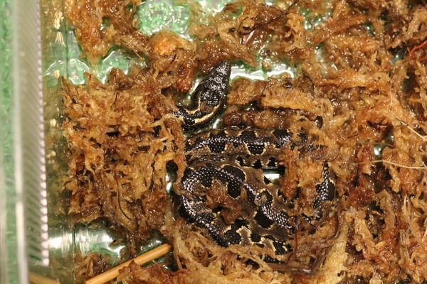 水苔内のバイパーボア