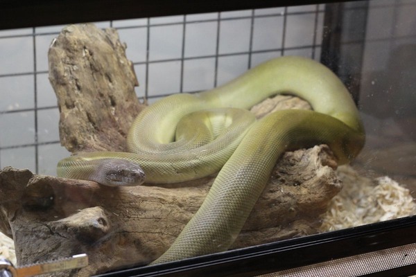 パプアンと流木その2