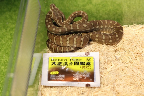 新たなセントラルパイソンです