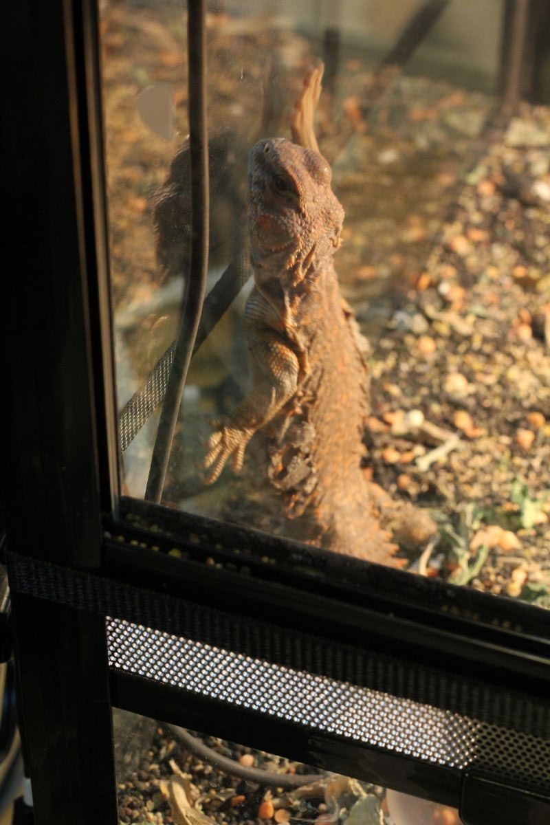 ゲイリートゲオアガマ抗生剤治療後 とげ男の毎日
