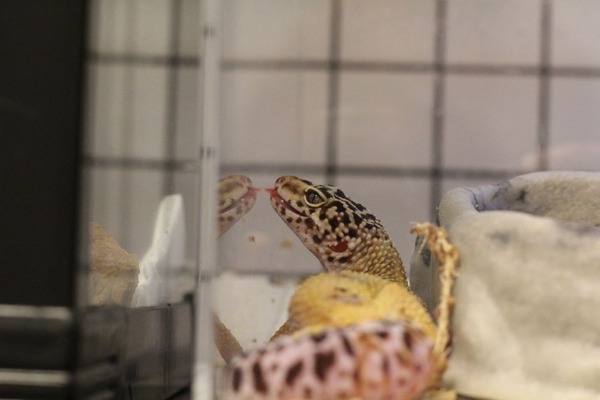 ヒョウモントカゲモドキ、プラナリアではない