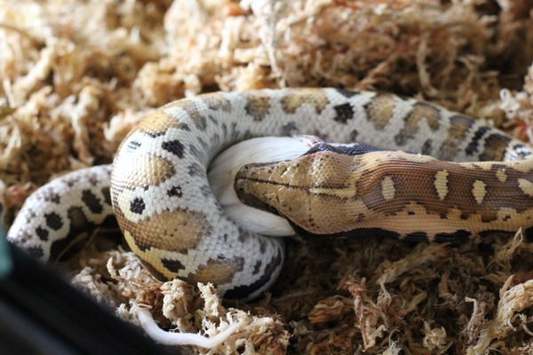 マラヤンブラッドパイソン、食餌風景3