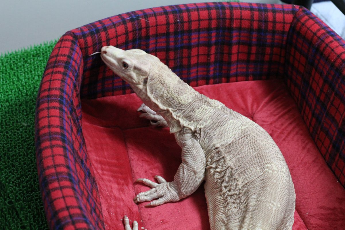 サルバトールモニターのアルビノが犬用ベッドを気に入りました とげ男の毎日 サルバトールモニターのアルビノが犬用ベッドを気に入りました とげ男の毎日