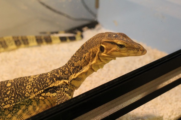 2015年2月20日、本日のサルバトールモニターです