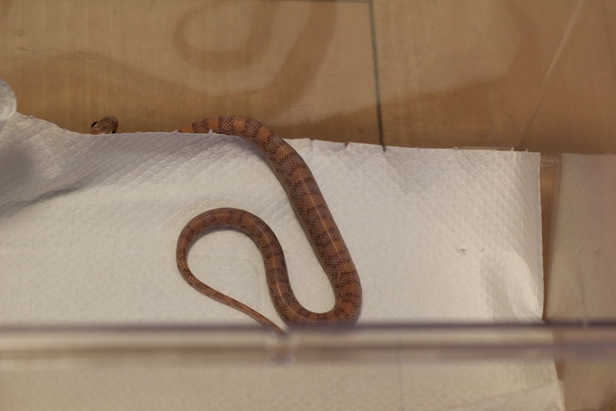 とうとうコーンスネークをやってしまった とげ男の毎日