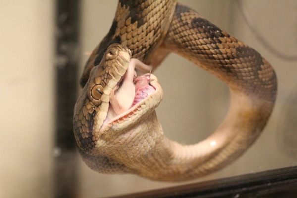 ハルマヘラパイソンの食餌風景です「ウー」