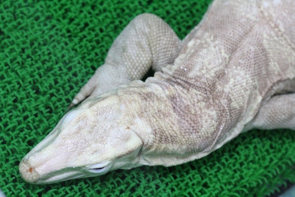 サルバーるモニターのアルビノ、寝ています