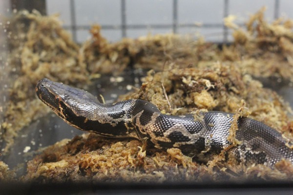 スマトラブラッドパイソン、摂餌中です5