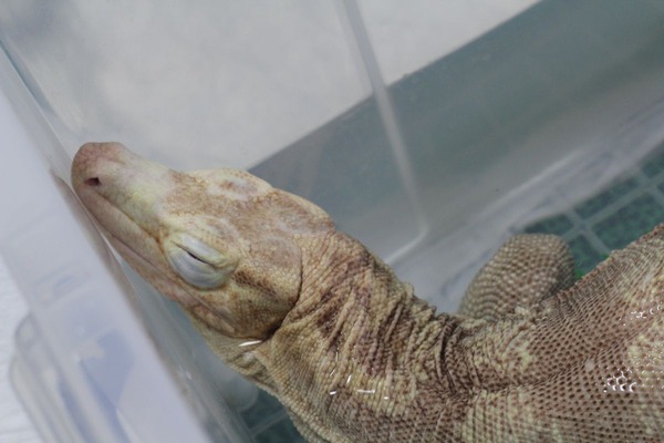 サルバトールモニターのアルビノ、段々と眠りへ落ちていきます4