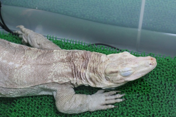 サルバトールモニターのアルビノ、よかったです