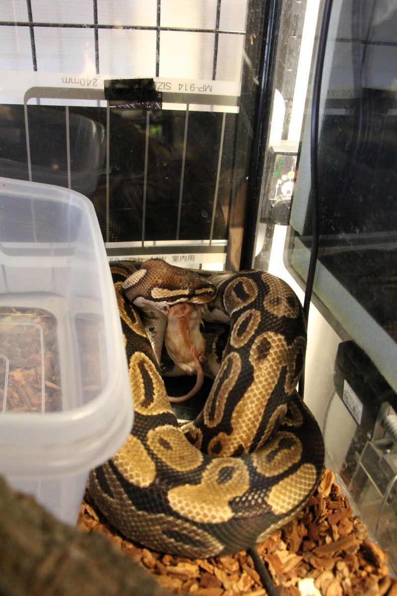 ボールパイソンの拒食がついに終了した とげ男の毎日