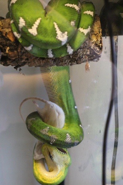エメラルドツリーボア、マウスを咥え直し