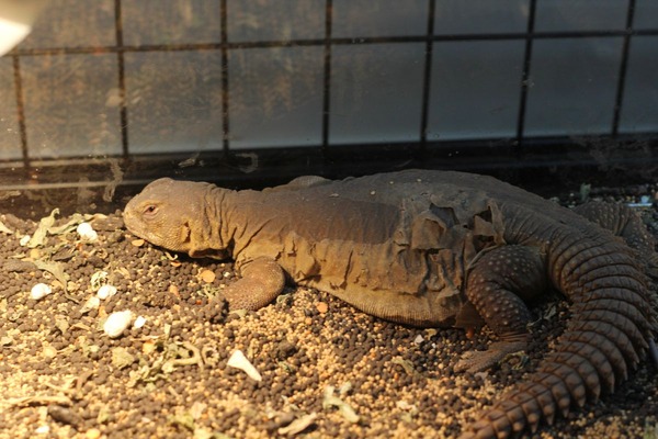 エジプトトゲオアガマ、脱皮中