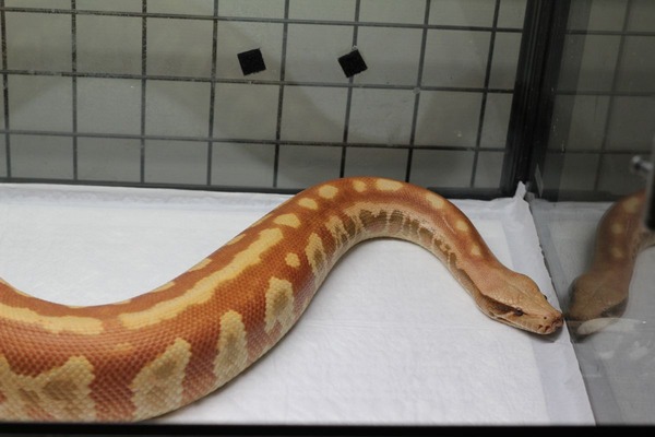 脱皮後、アルビノマラヤンブラッドパイソン全体
