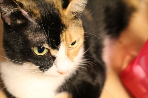 猫、超覚醒