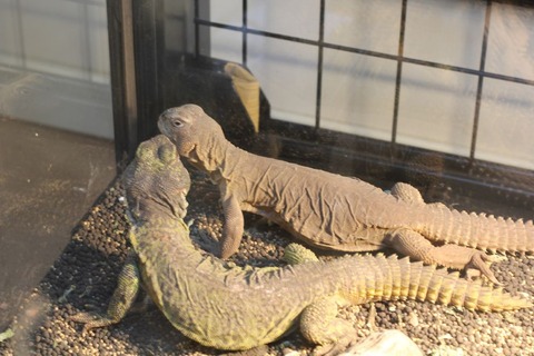 mini_IMG_0768