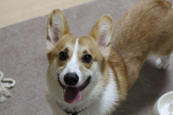コーギー、ゲヘヘ